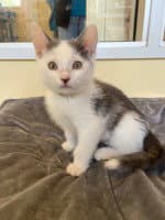 Dragonfly - Domestic Short Hair