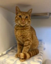 Tweety - Domestic Short Hair