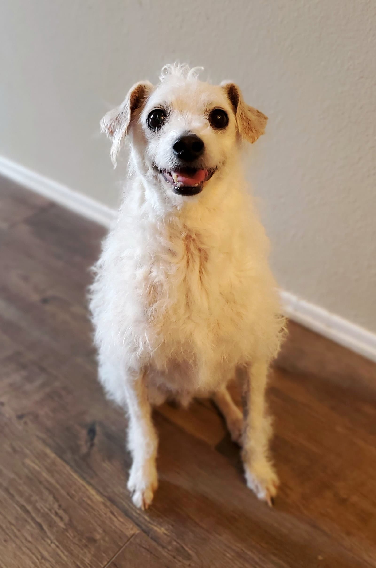 Barney - Poodle (Miniature)