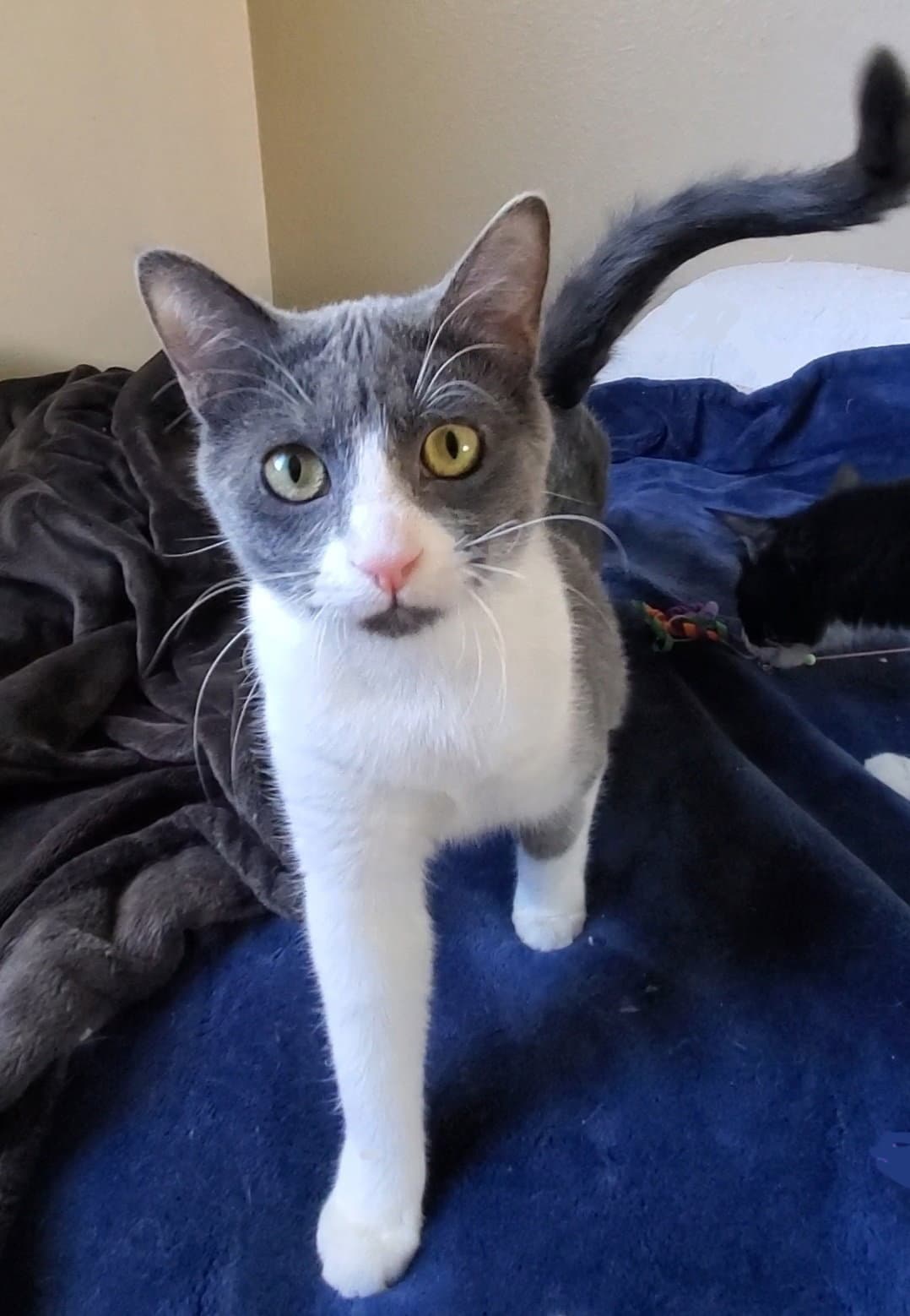 Jolene - Domestic Short Hair