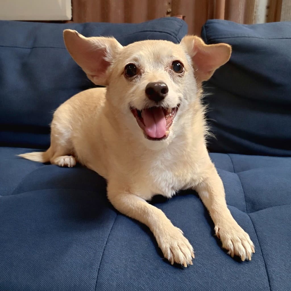Archie - Terrier