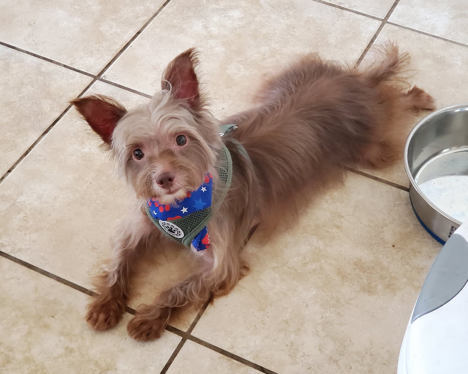 Mollie - Yorkshire Terrier Yorkie