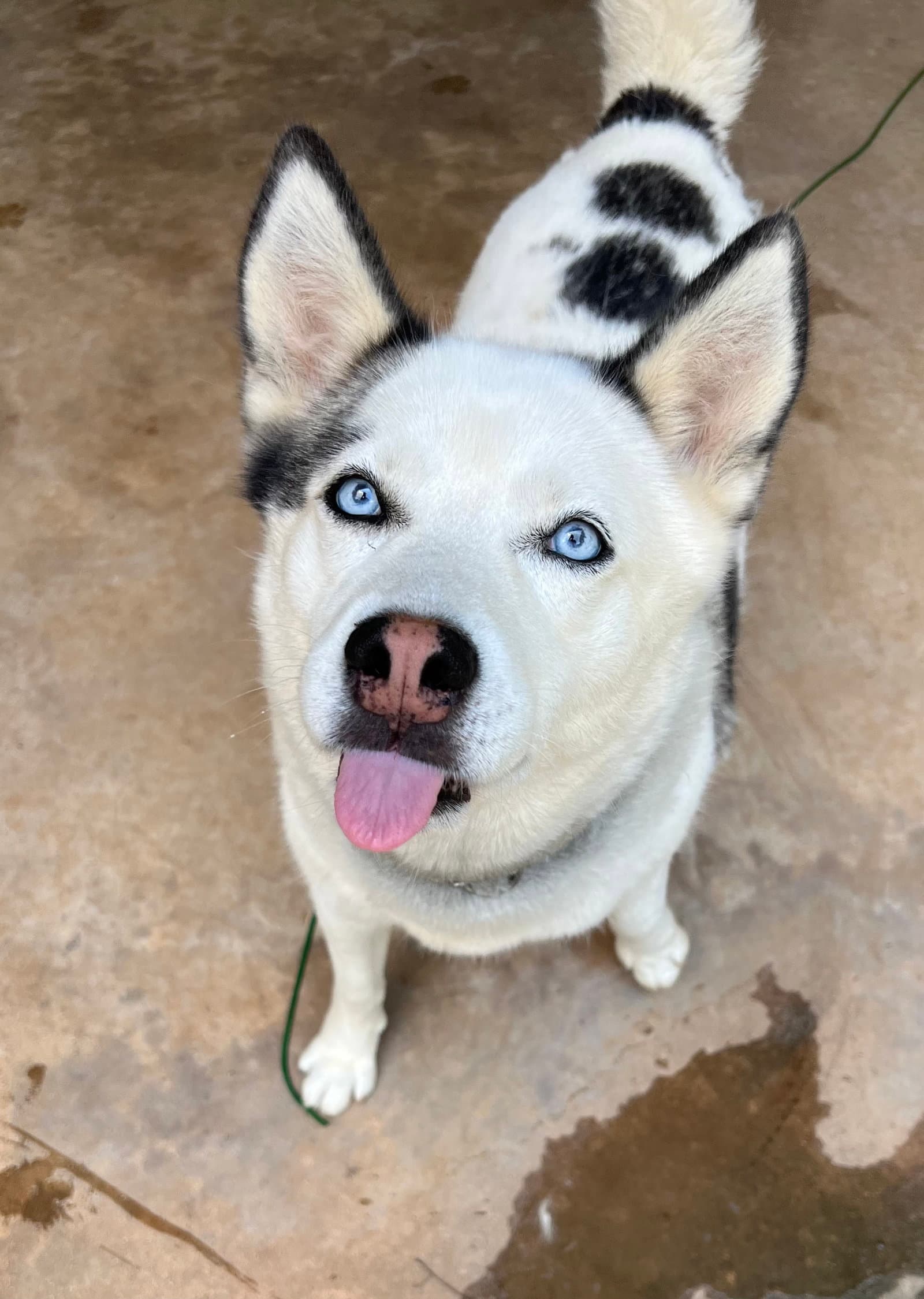 Resa - Siberian Husky