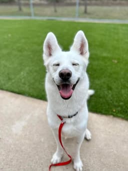 Ernie  Adoption Fee All Dogs image 1