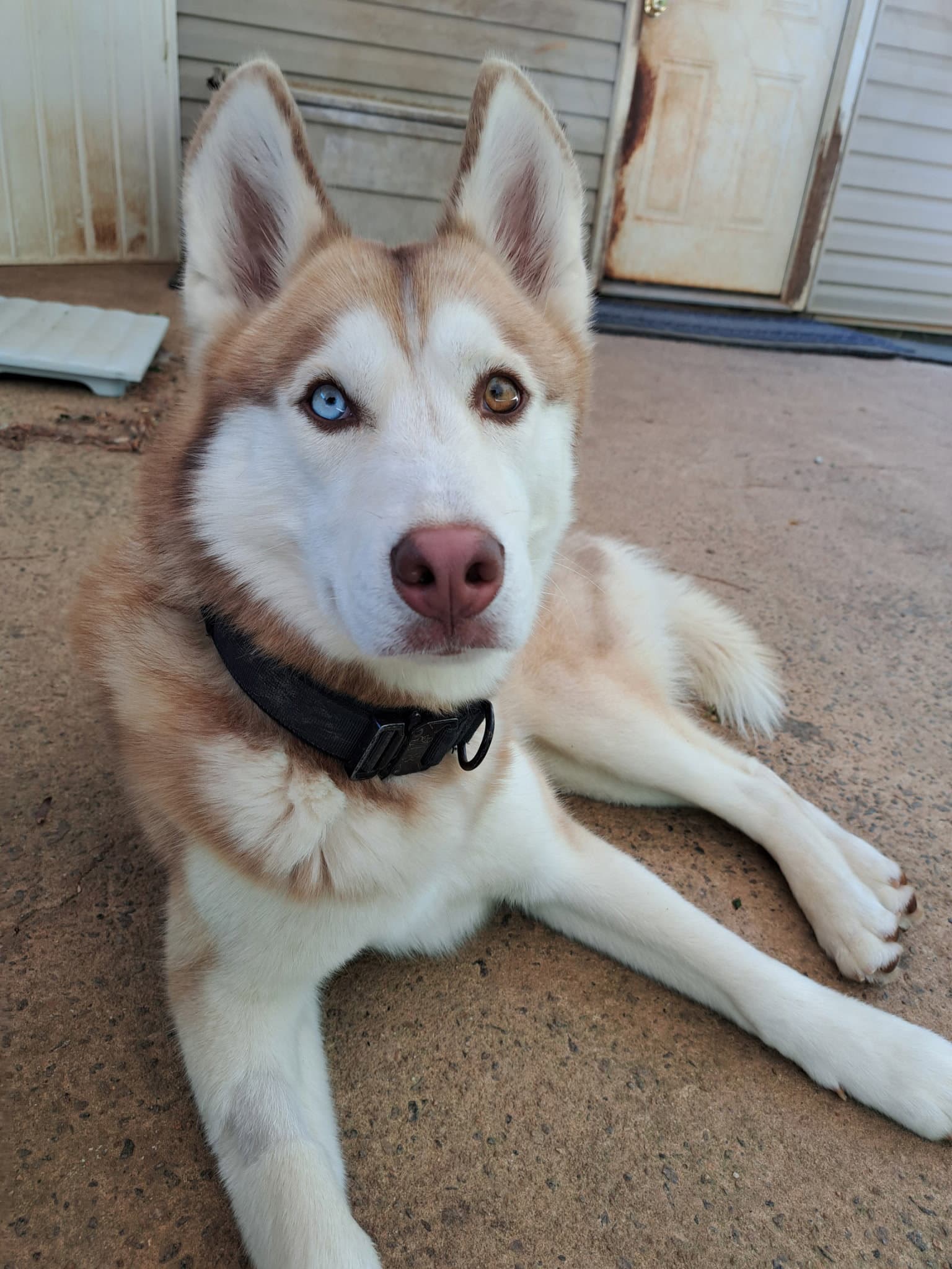 Sev - Siberian Husky