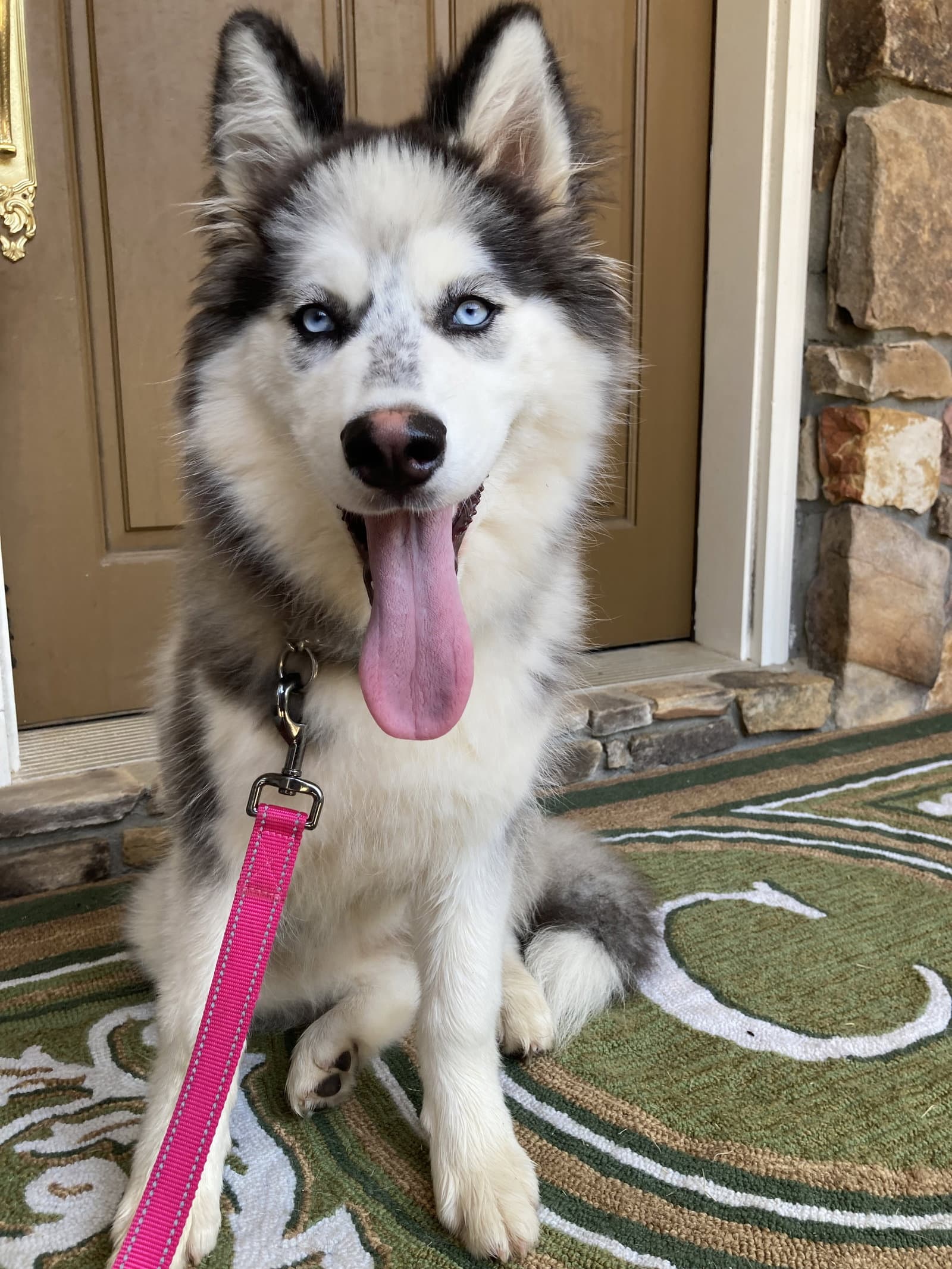Nyx - Siberian Husky