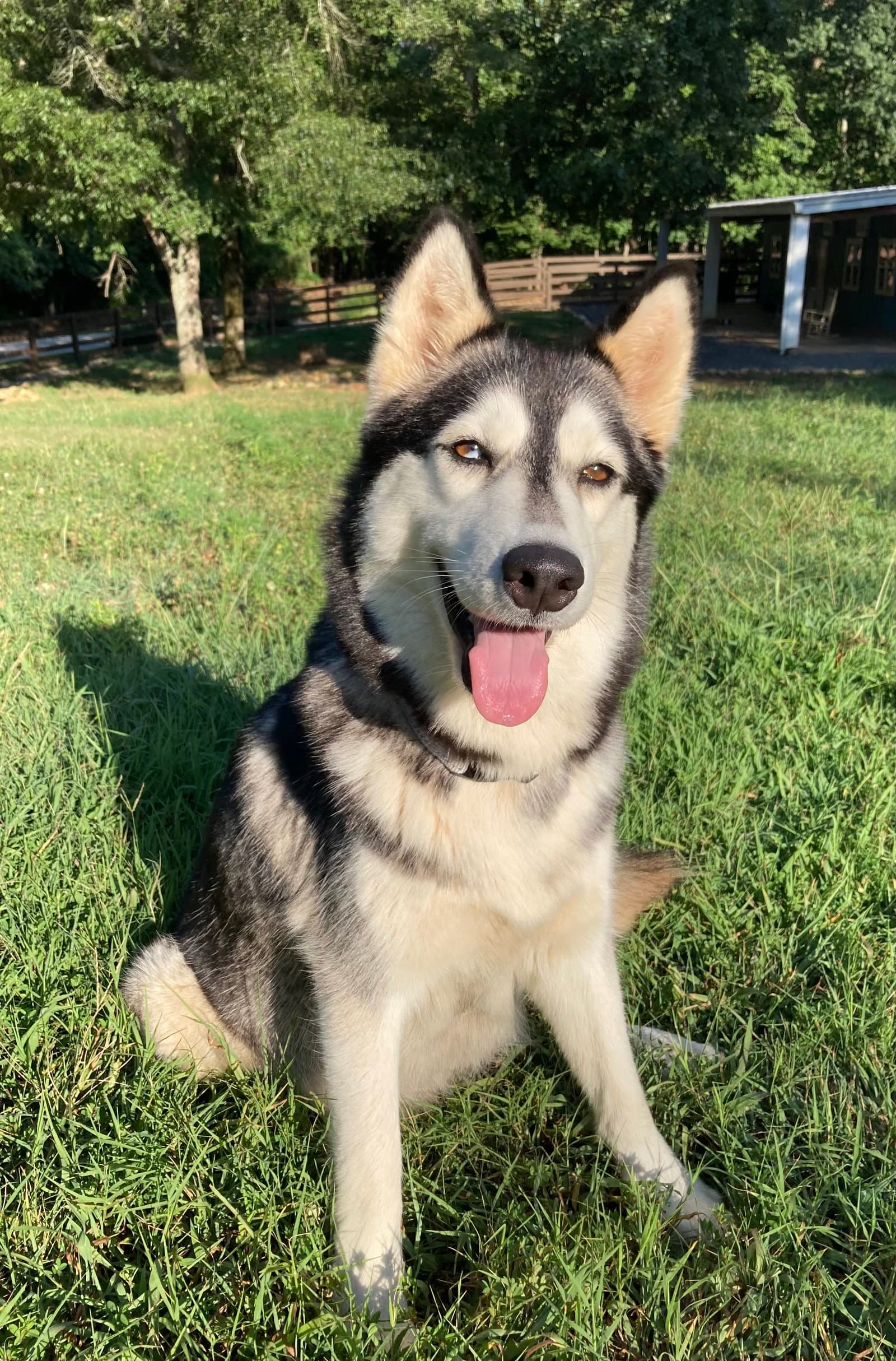 Luna - Siberian Husky