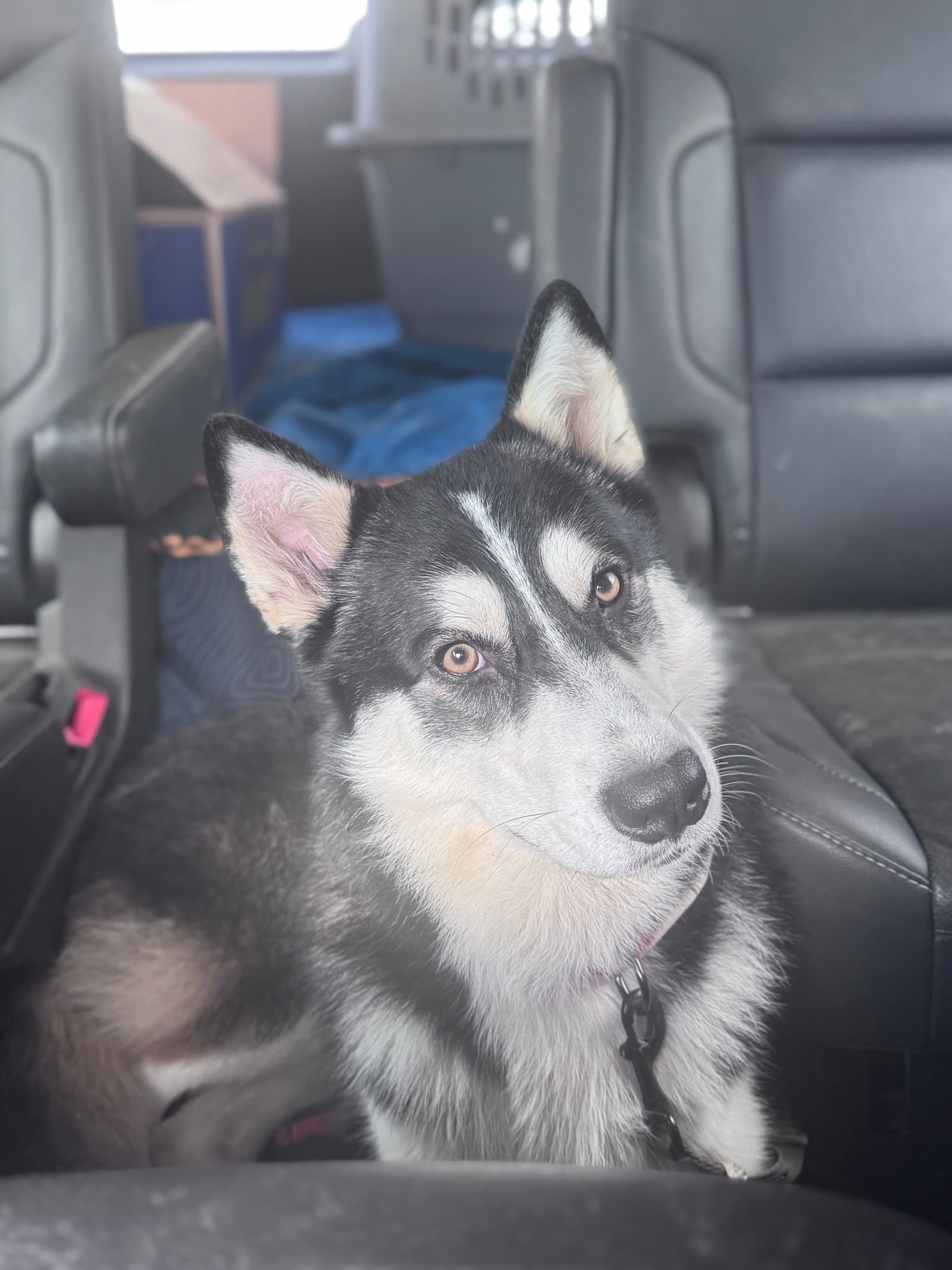 Markus - Siberian Husky