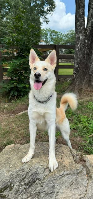 Orion - Siberian Husky