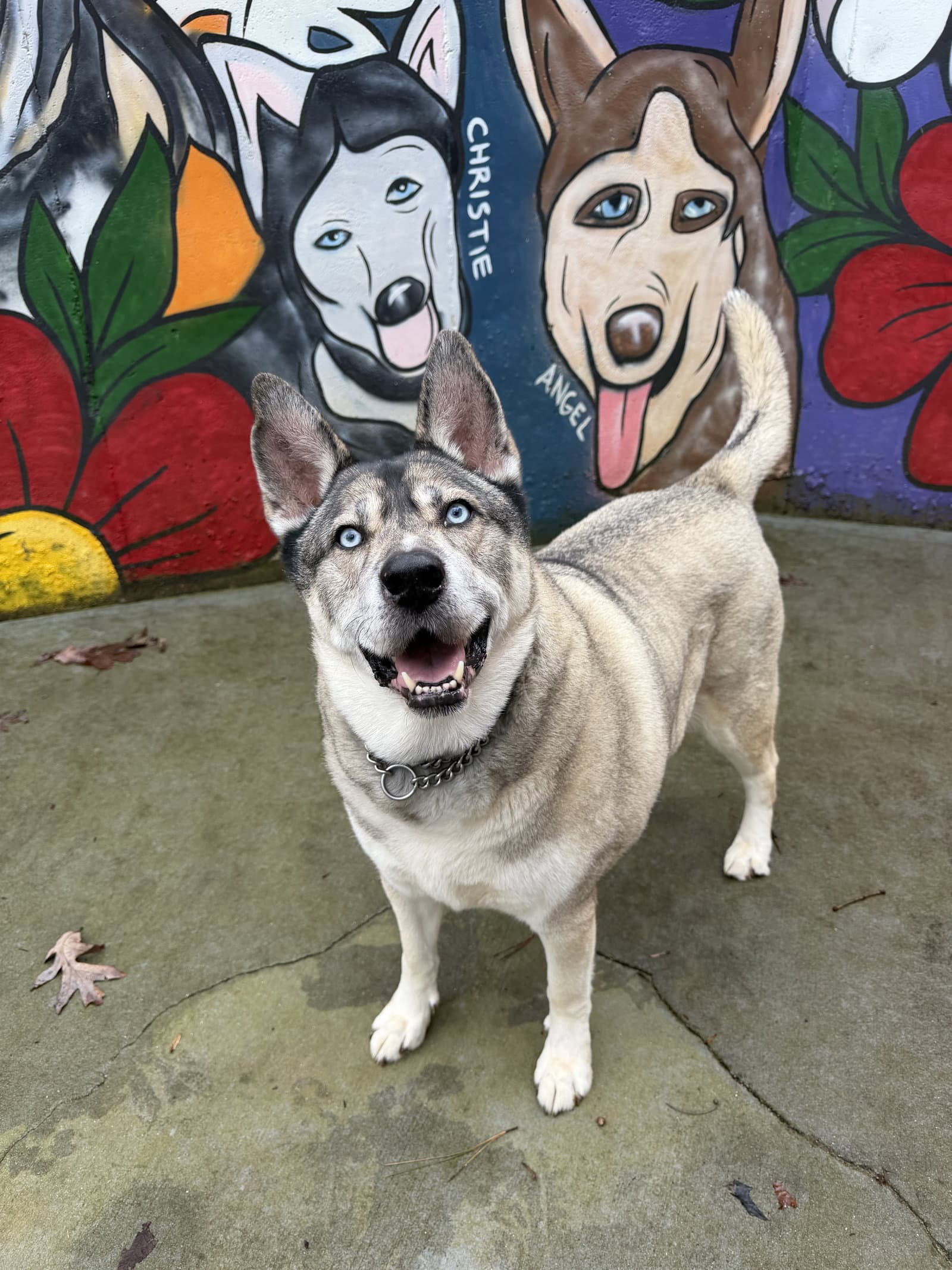 Lennox - Siberian Husky