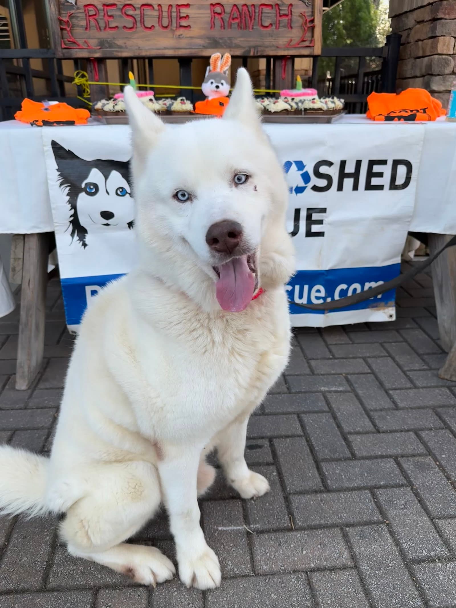 Abel - Siberian Husky