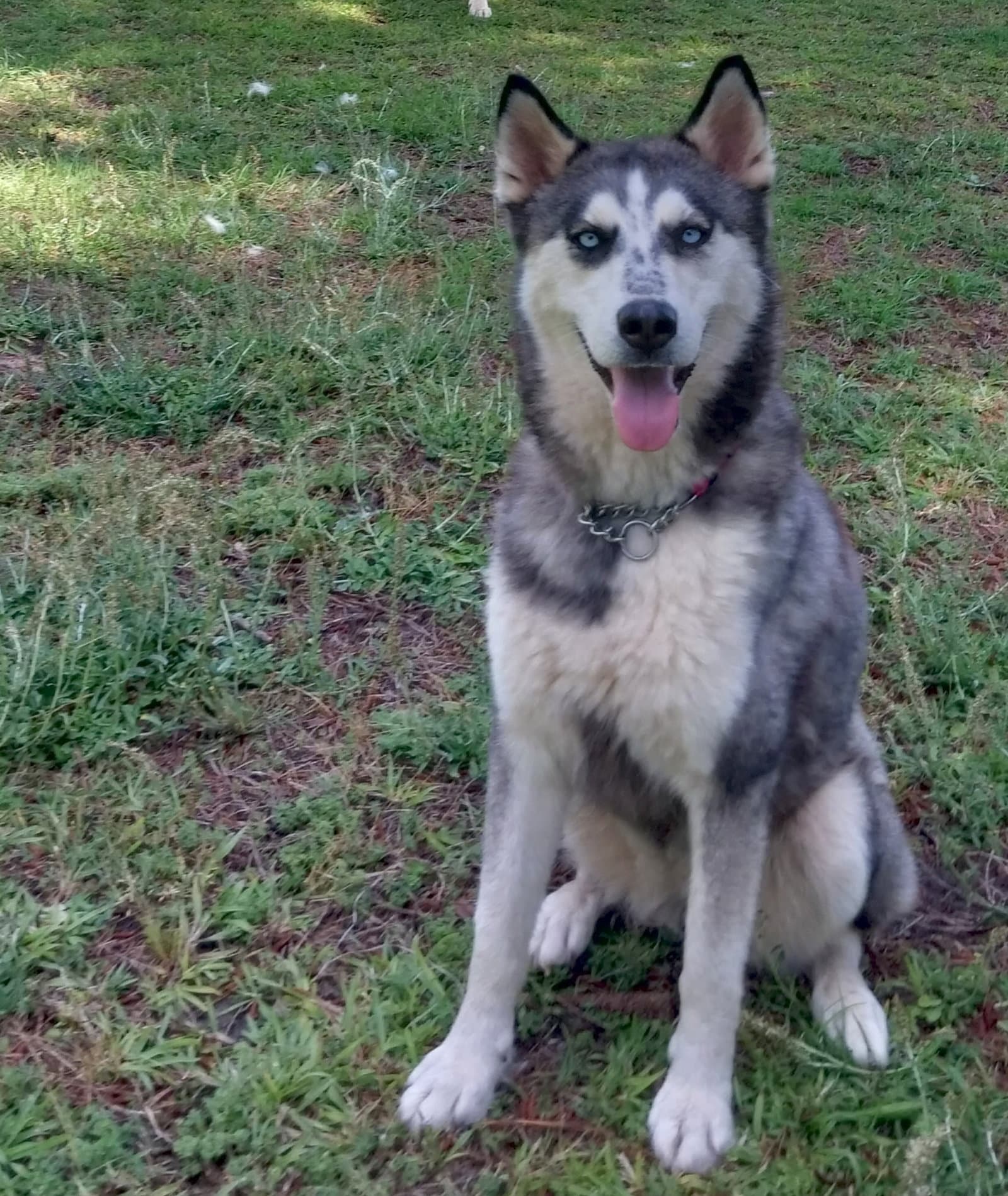 Wilma - Siberian Husky