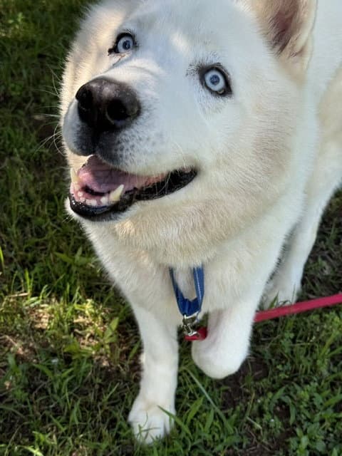 Nova - Siberian Husky