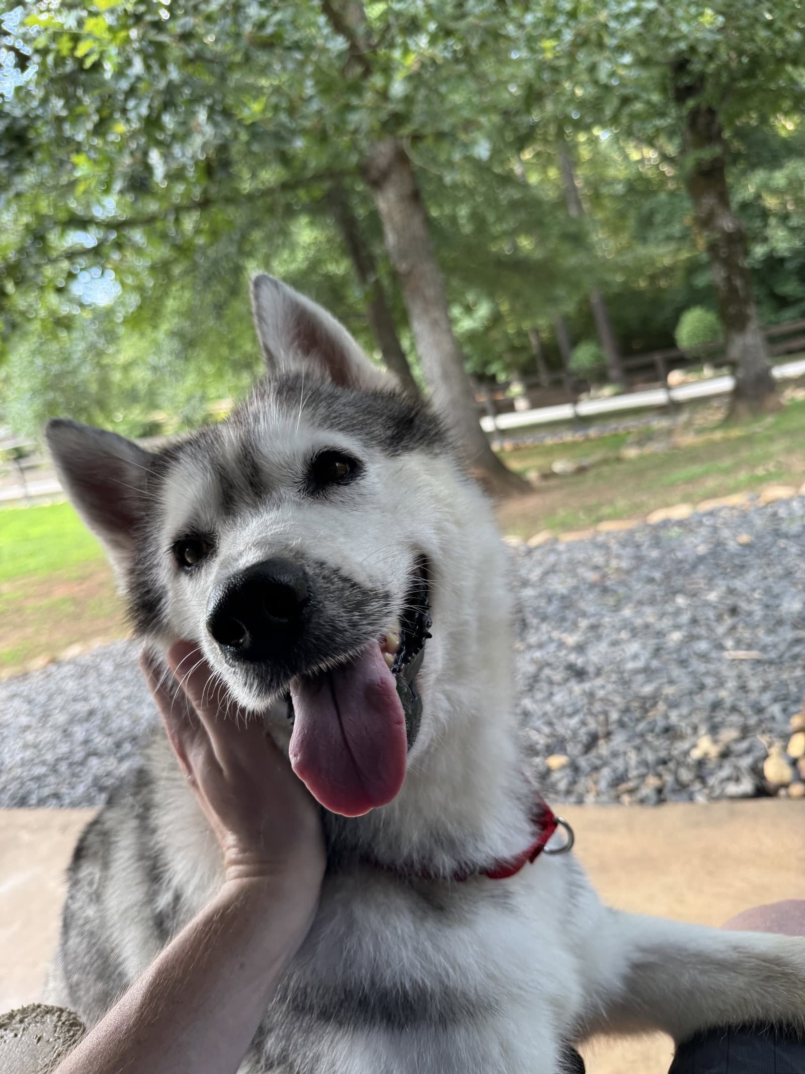 Justice - Siberian Husky
