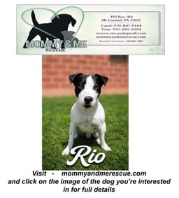 Rio image 1