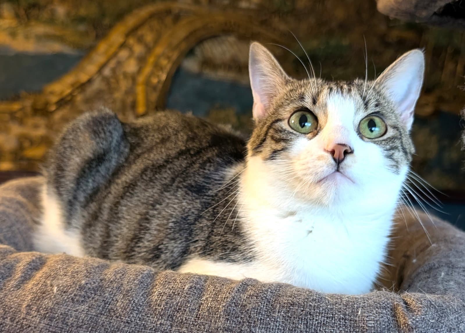 Kitty Marilyn - Tabby