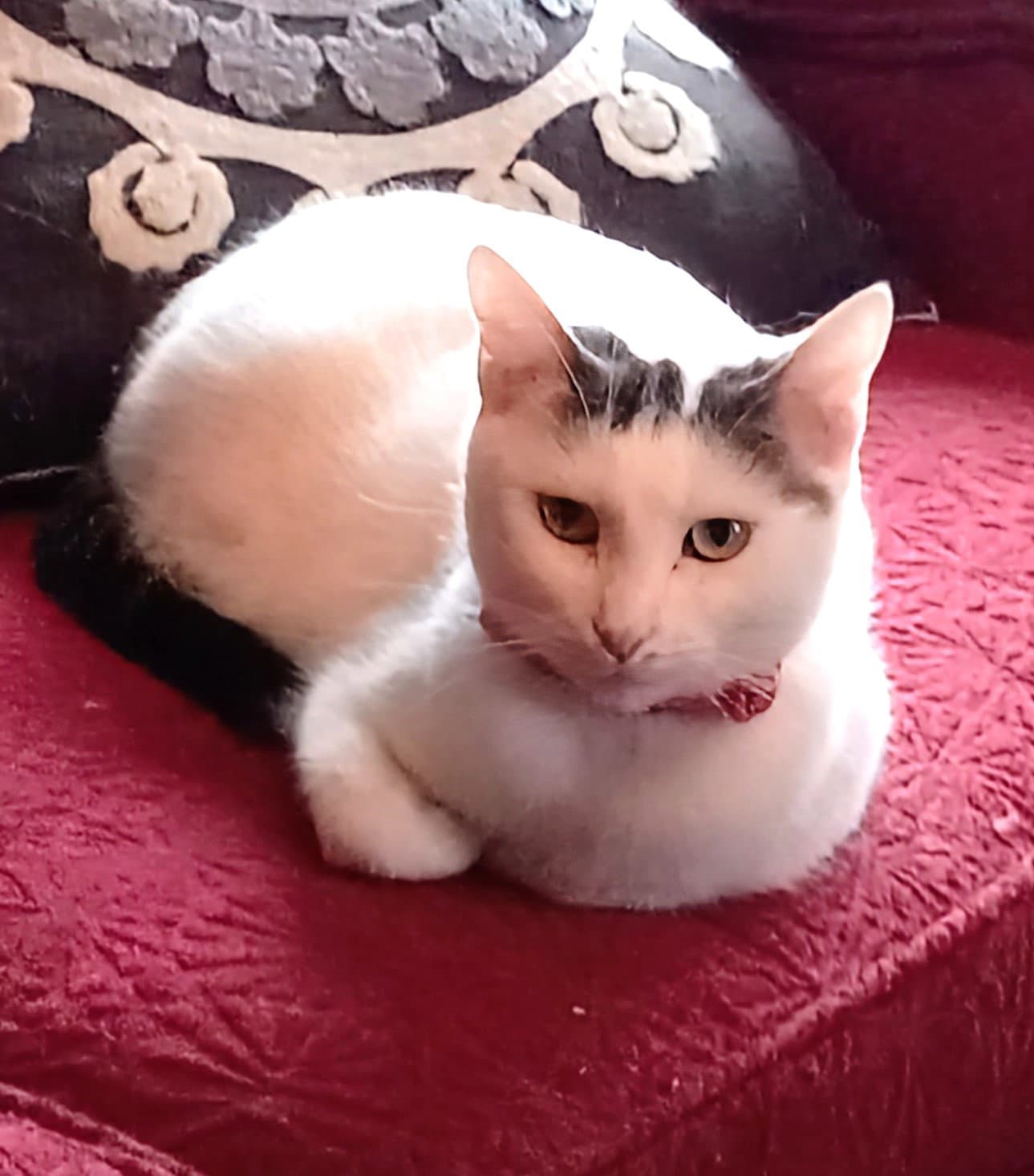 Kitty Moma Lily - Domestic Short Hair