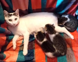 Kitty Moma Lily image 3