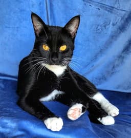 Kitty Wendell image 1