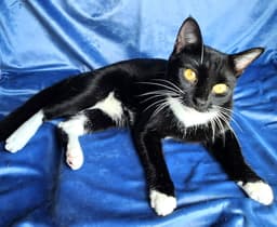 Kitty Wendell image 2