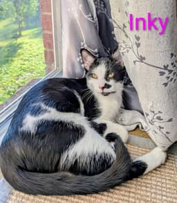 Kitten Inky image 1