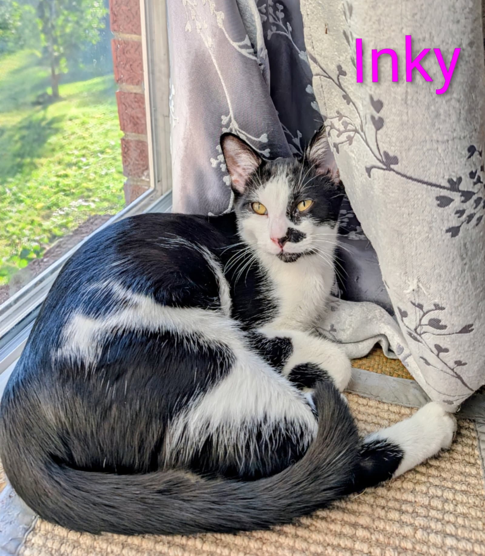 Kitten Inky - Tuxedo