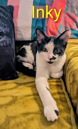 Kitten Inky image 2
