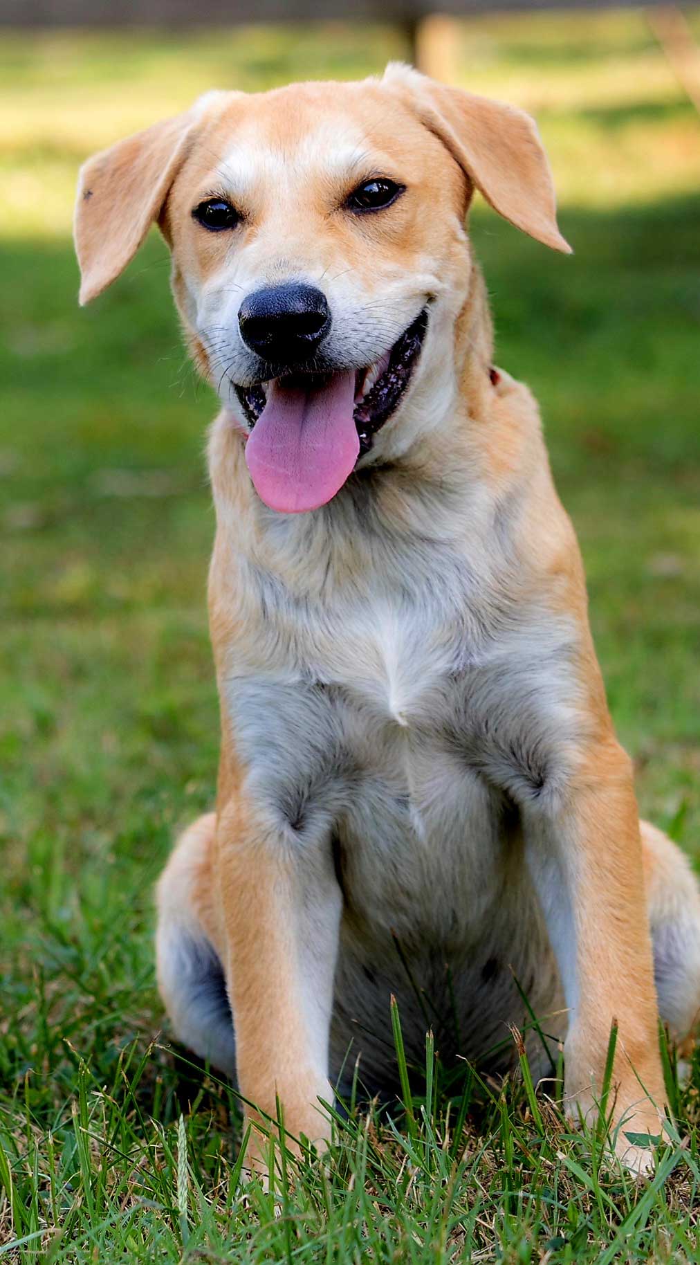 Puppy Gabriel - Yellow Labrador Retriever