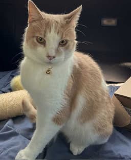 Moochie image 1