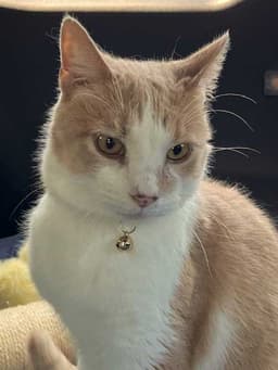 Moochie image 3