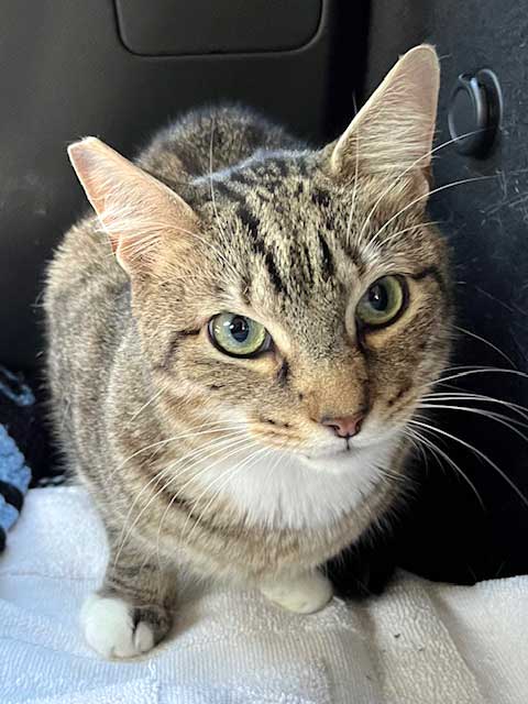Maverick - Tabby