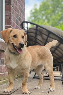 Puppy Mccoy image 1