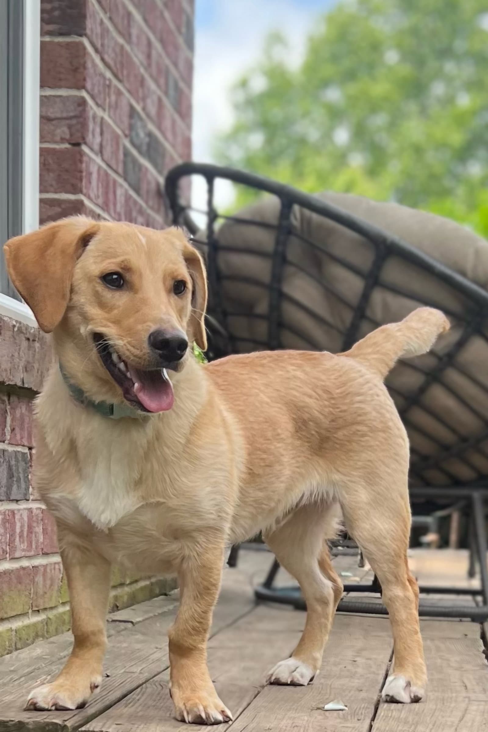 Puppy Mccoy - Golden Retriever