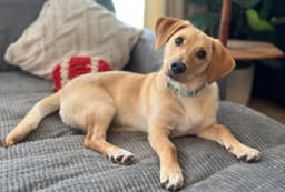 Puppy Mccoy image 2