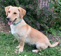 Puppy Mccoy image 3