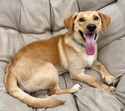 Puppy Mccoy image 4