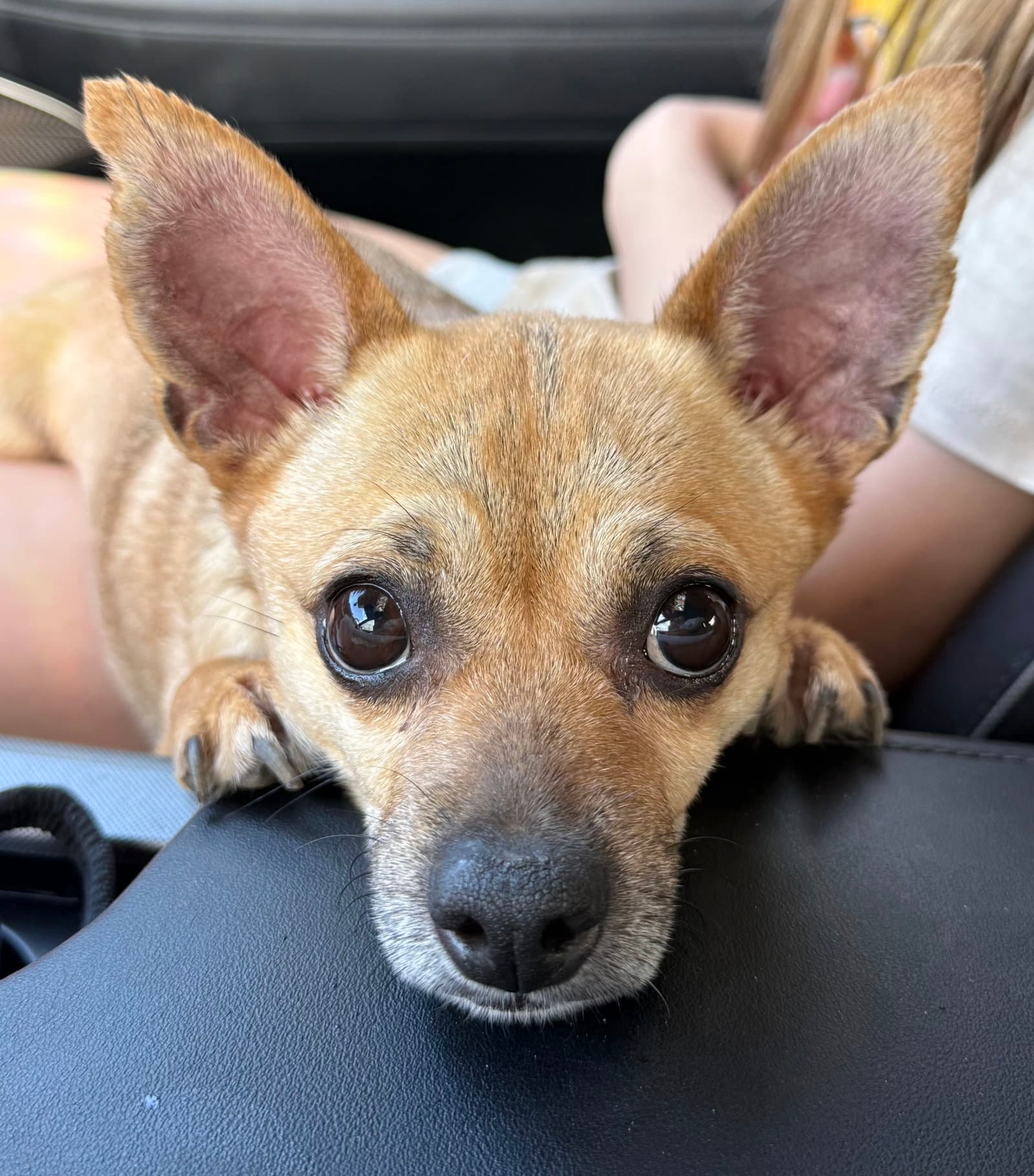 Mr Bob - Chihuahua
