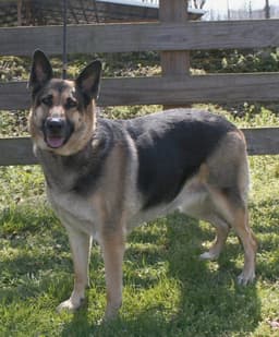 Alexis image 1