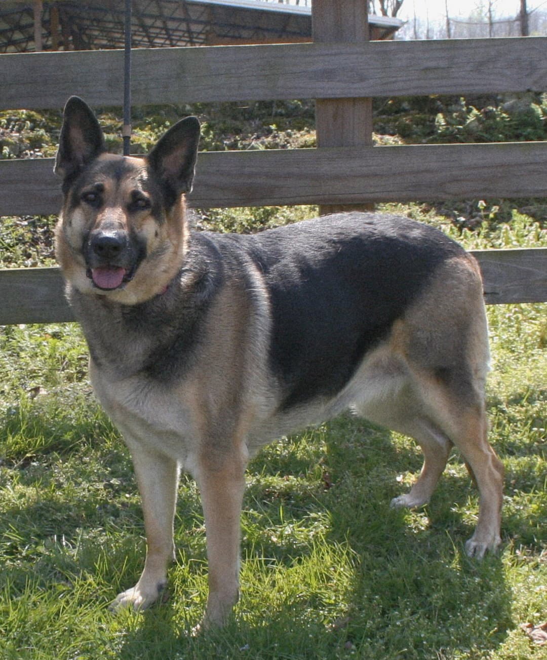 Alexis - German Shepherd Dog