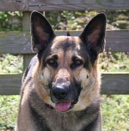 Alexis image 3