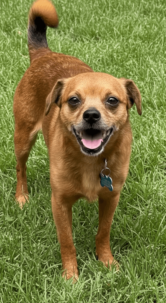 Gideon Therapy Dog - Pug