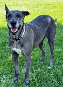 Roo image 1