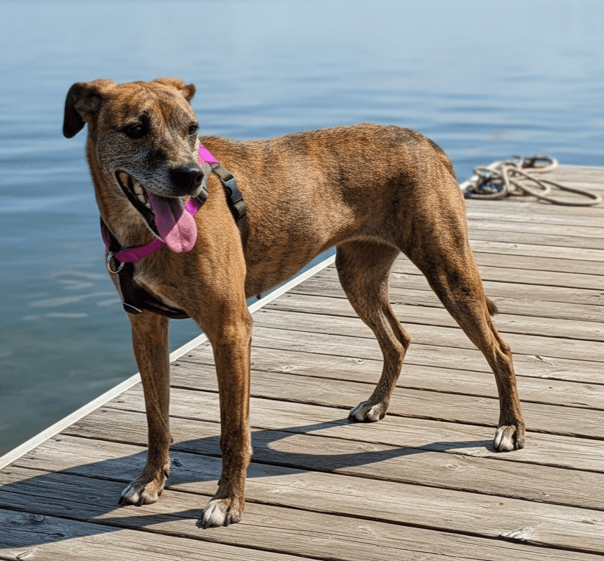 Olive - Hound