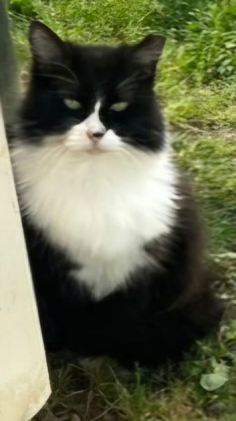 Lolly - Tuxedo