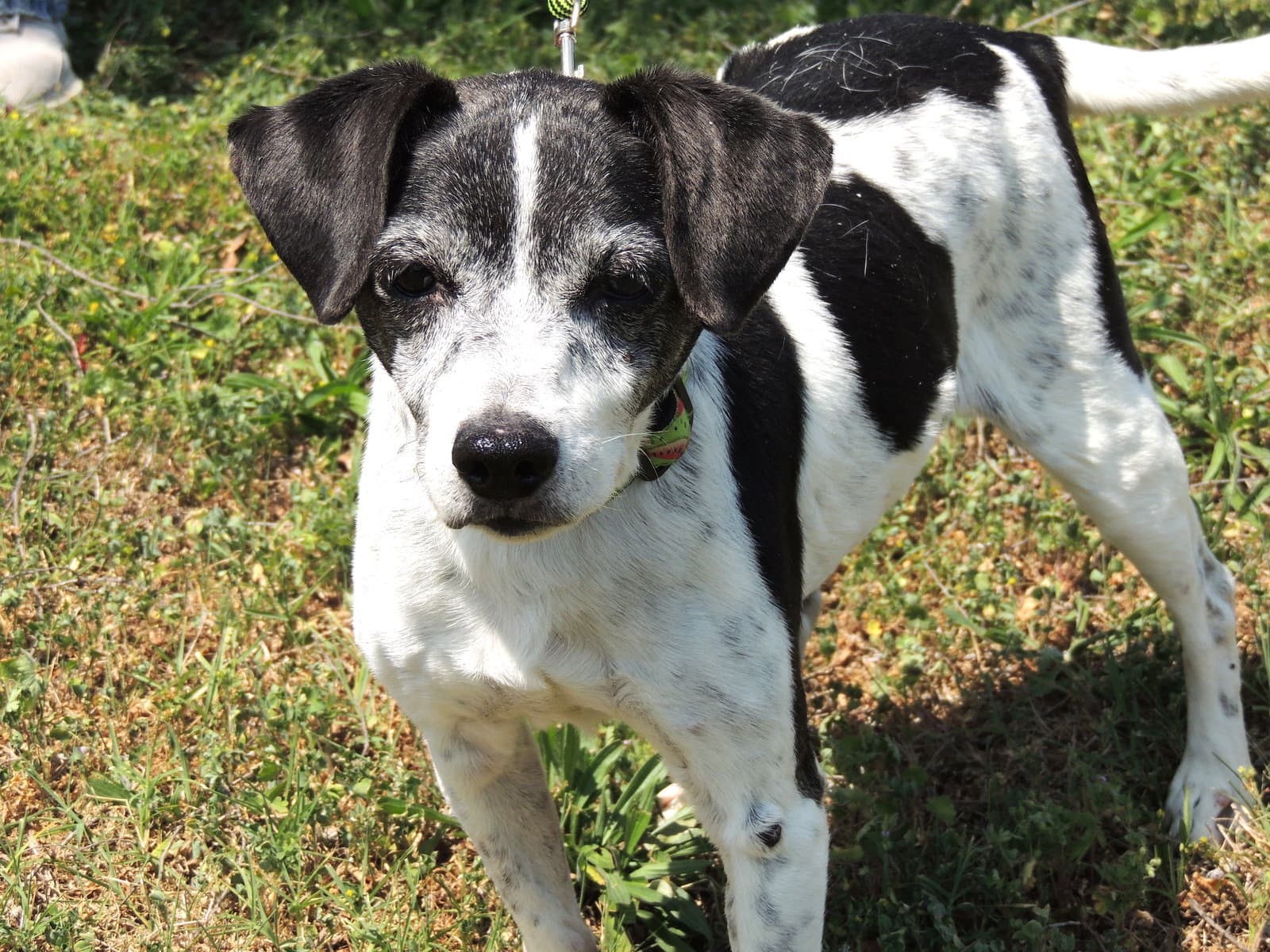 Best Friend Buddy - Rat Terrier