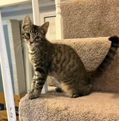 Kitten Steve image 2