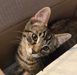 Kitten Steve image 3