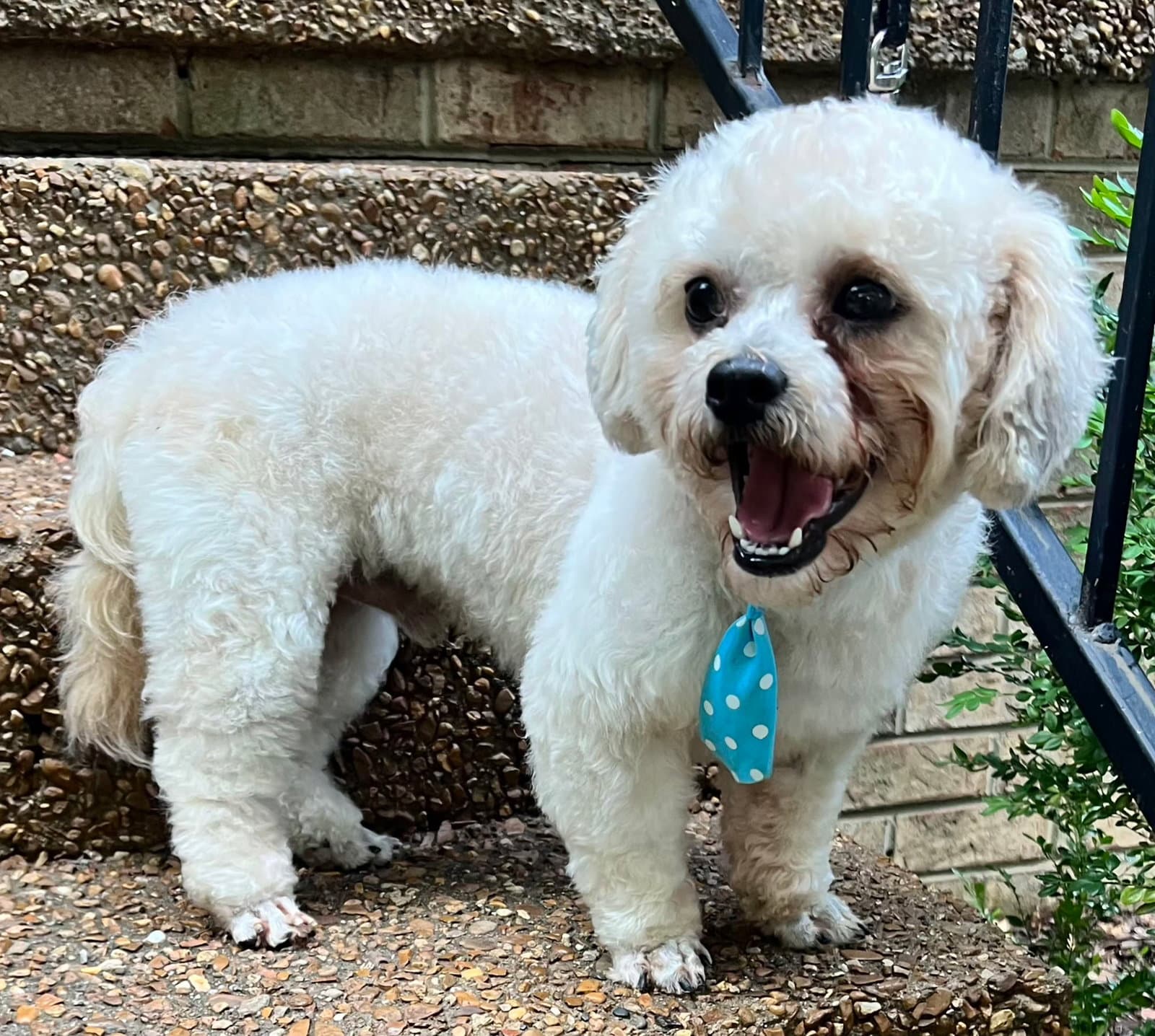 Happy Man - Poodle (Miniature)