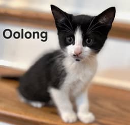 Kitten Oolong image 1