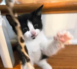 Kitten Oolong image 4